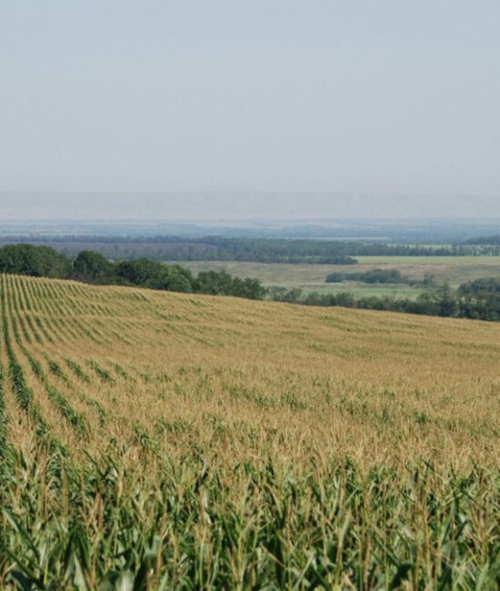 IFC e Fondo Italiano per il Clima investono con Eni nei biocarburanti in Kenya