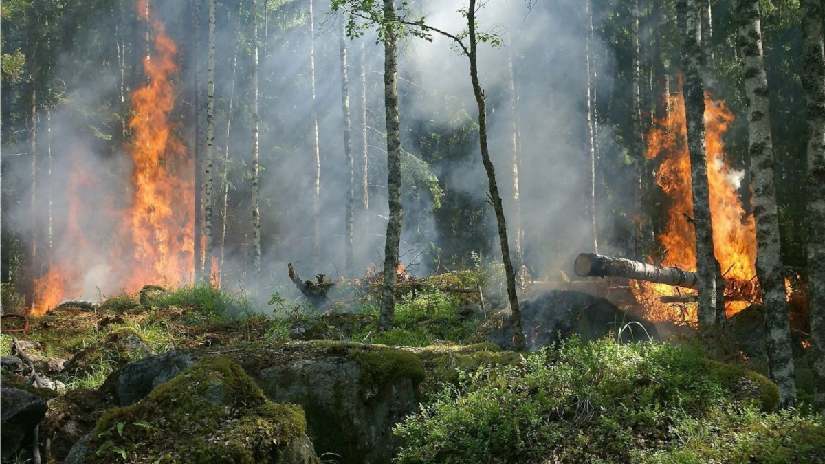 incendi boschi europa italia foreste clima