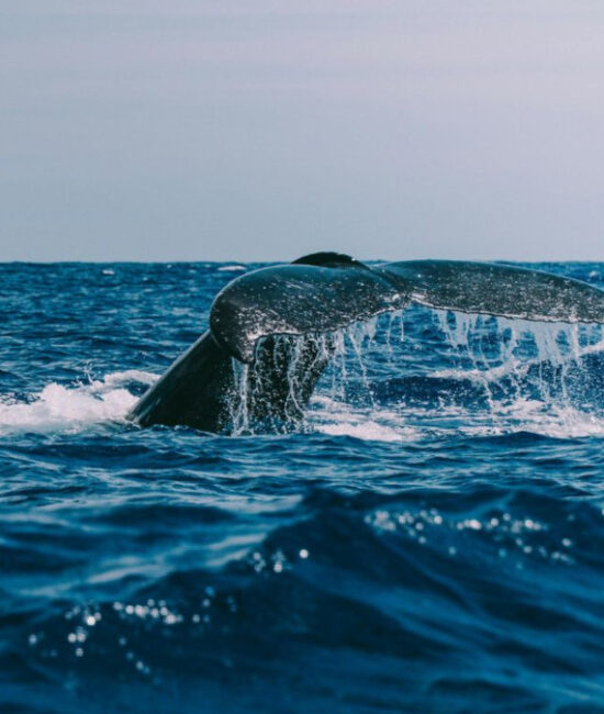 Trattato sull’Alto Mare 2026: accordo globale per la tutela degli oceani e della biodiversità marina