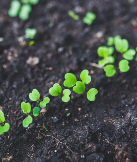 Campo coltivato con metodo biologico in Europa, simbolo della crescita del mercato bio nel 2024