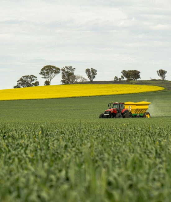 Agricoltore durante la concimazione dei campi con fertilizzanti per coltivazioni di mais e grano