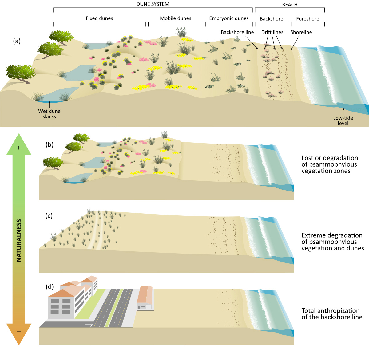 Il concetto di naturalità delle spiagge analizzato nello studio: dal sistema spiaggia-duna più naturale alla costa fortemente antropizzata
