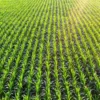 dichiarazione di Stoccolma agricoltura