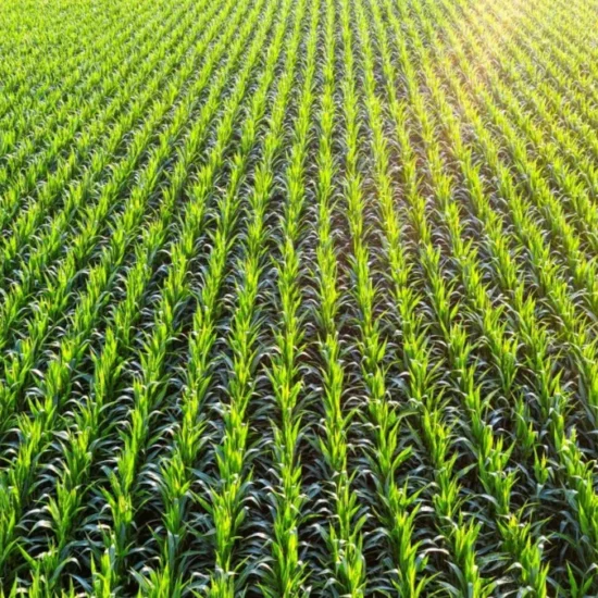 dichiarazione di Stoccolma agricoltura